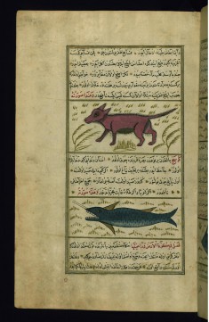 A Water-dog and a Swordfish