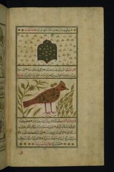 Lyre and Cygnus