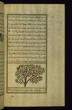 A Myrtle Tree