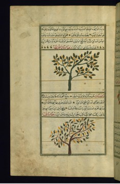 A Plum Tree and a Cypress Tree
