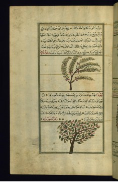 A Balsam Tree and an Oak Tree
