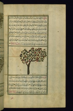 An Apple Tree
