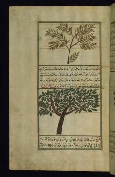 A Wild Fig Tree and a Walnut Tree