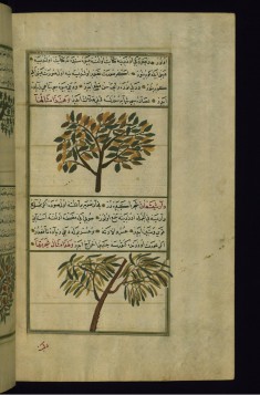 A Peach Tree and a Tree Called Dar Shish'a