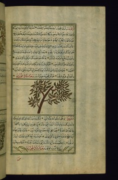 An Olive Tree