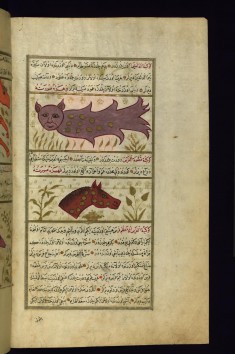 Delphinus and Equuleus