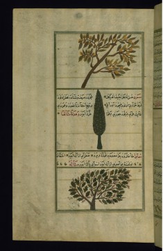 A Quince Tree, a Cypress Tree, and a Sumac Tree