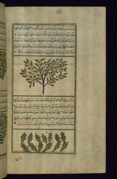A Red Juniper Tree and a Cherry Tree