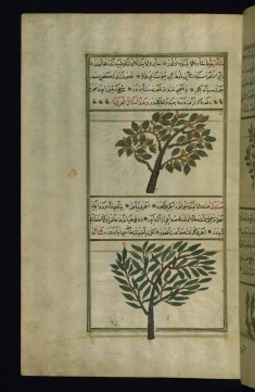 A Chestnut Tree and a Sandal Tree