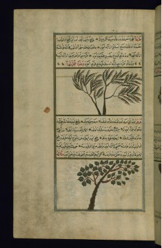 A Tamarisk Tree and a Juniper Tree