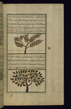 A Milky Plant and an Oak Tree