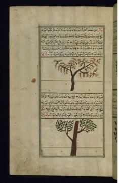 A Jujube Tree and an Aloeswood Tree
