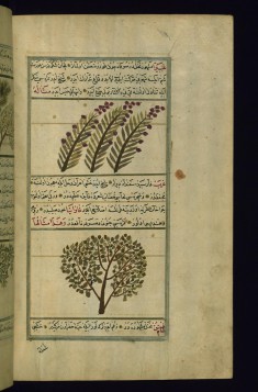 Fruit (Ghabira) of a Tree Called Ghabra and a Poplar Tree (Gharab)
