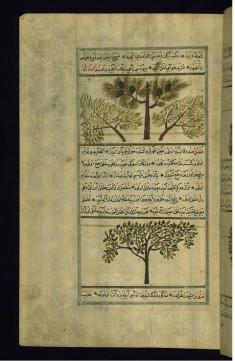 Pistachio of Syria and Pepper of India
