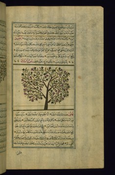 A Plant Called Qarnafil