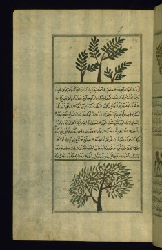 A Frankincense Tree and an Almond Tree