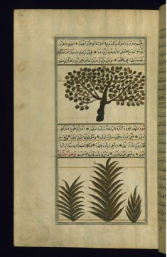 An Apricot Tree and a Banana Tree