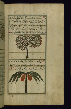An Orange Tree and a Coconut Tree