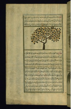 A Lotus Tree