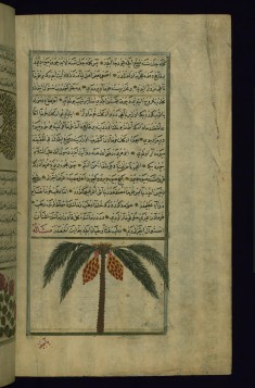 A Palm Tree