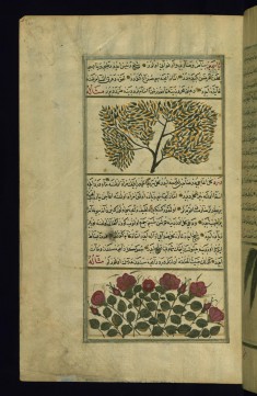 A Jasmine Bush and a Rose Bush