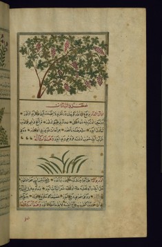 A Grape Vine and a Plant Called the Ears of the Mouse
