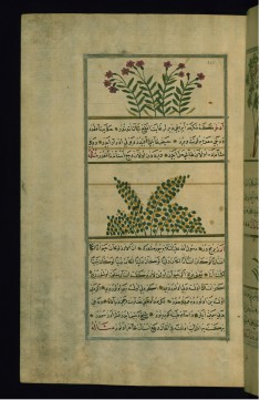 A Plant Called Azarbun and a Plant Called Adkhar