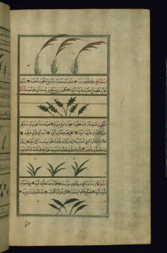 Rice, Spinach, Wild Onion, and Camel?s Thorn (?)