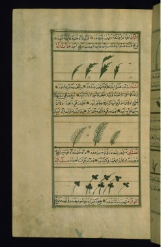 A Plant called Ishrash, Saltwort, and Wormwood