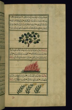 An Eggplant, a Plant Called Parsiyavushan, and Dungwort