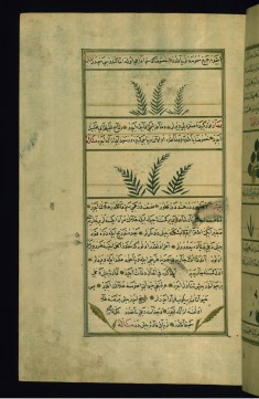 A Plant Called Bavadis and a Plant Called Bahar