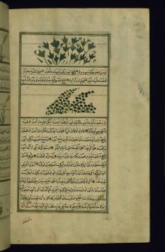 A Plant Called Bish (Poisonous, Resembling Ginger) and Egyptian Bean