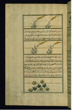 Garlic, Millet, and Watercress