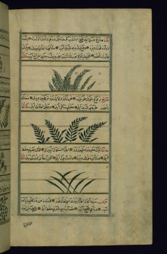 Mace, a Thorny Plant Called Haj, and Thyme
