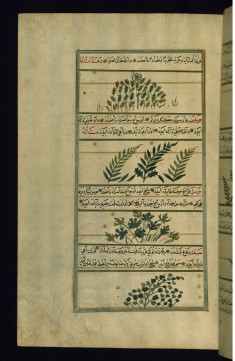 A Plant Called Harf, Artichoke, Wild Rue, and a Prickly Plant that Clings to the Wool of Sheep