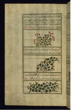 A Poisonous Plant Called Diflá, Red Bramble, and Cucumber