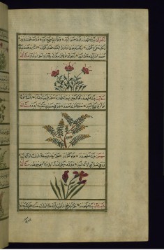 Saffron, Rue, and Lily of the Valley