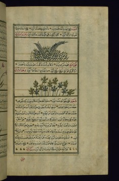 Spurge and Sowbread