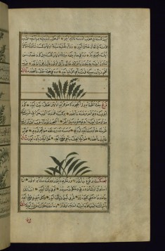 Radish and a Plant Called Qarfaj