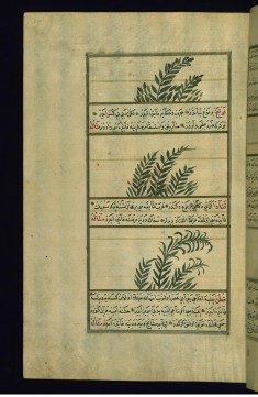A Plant Called Fajankast (?), Mint, and Tragacanth