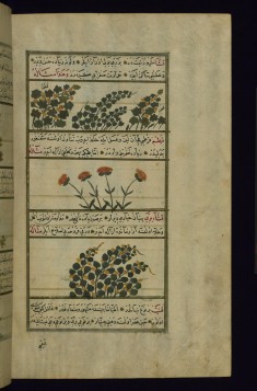 Cotton, a Plant Called Qashsha, Safflower, and Wild Qashsha