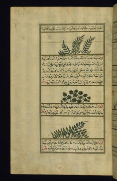 Meadow Vetch, Celery, and a Plant Called Karuba