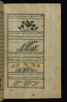 Mandrake, Green Beans, a Plant Called Linufir (?), and Indian Pulse (a Sort of Vetch)