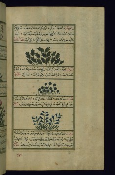 Cherry, a Plant Called Mazarbikhush (?), and Spikenard