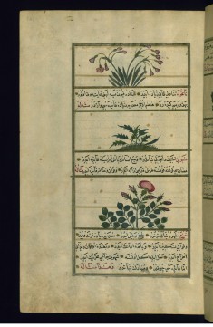 Three Plants: Narcissus (Narjis), Aniseed (Nankhva), and Wild Rose (Nasrin)