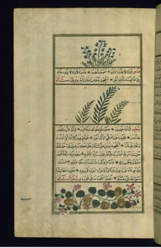 Wild Chicory, a Yemeni Plant Called Wars, and a Variety of Ssquash or Pumpkin