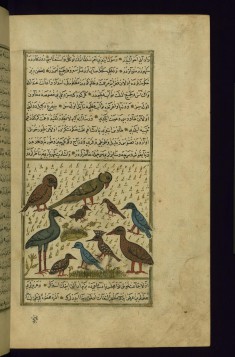 A Meeting of the Birds