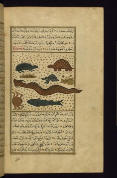 An Eel, a Frog, a Turtle, and Other Animals