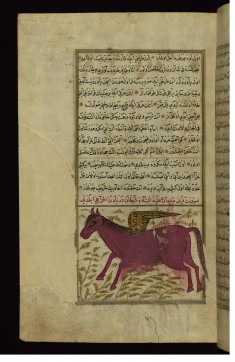King Solomon?s Horse