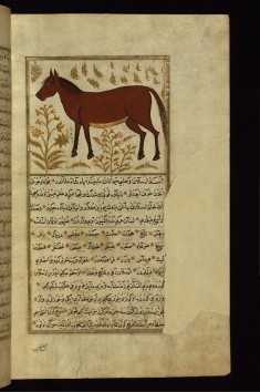 A Horse